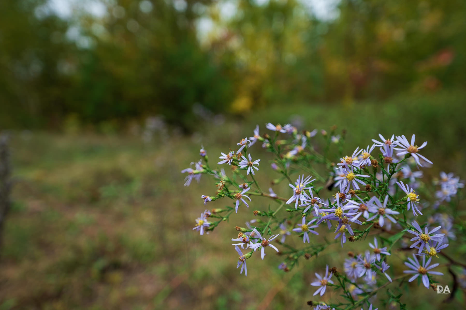 29-Bokeh