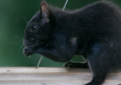 High ISO and Crop-2
