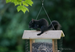 High ISO and Crop