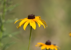 Samples Images-5