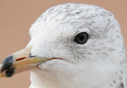 24-Bird-Eye-AF-2