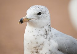 24-Bird-Eye-AF