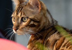 37-300mm-Sharpness-2