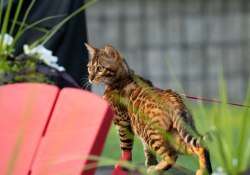 37-300mm-Sharpness