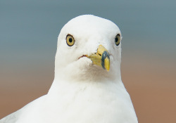 40-Real-World-600mm-2 40-Real-World-600mm-2