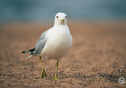 40-Real-World-600mm 40-Real-World-600mm
