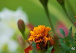 42-Bokeh 42-Bokeh