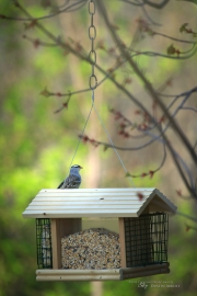 King of the Domain