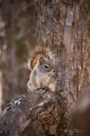 17 Little Squirrel.jpg
