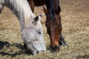 18 Horses Feeding.jpg