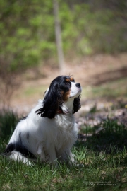 19 King Charles-2.jpg
