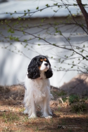 19 King Charles.jpg