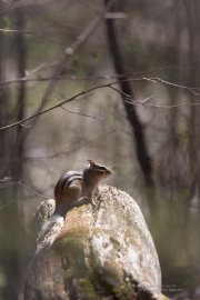 20 Sigma Chipmunk.jpg