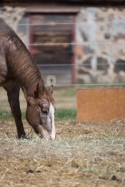 22 Sigma Horse.jpg