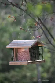 24 Birdhouse.jpg
