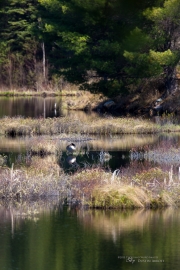 25 Laying Eggs.jpg