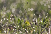 Unprocessed Samples-32