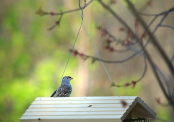 King of the Domain