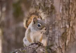17 Little Squirrel.jpg