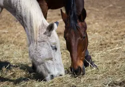 18 Horses Feeding.jpg