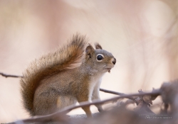 18 Squirrel 2.jpg