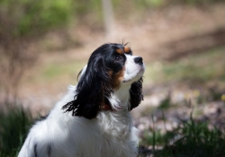 19 King Charles-2.jpg