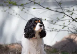19 King Charles.jpg