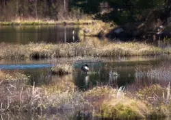 19 Sigma Goose.jpg