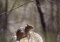 20 Sigma Chipmunk.jpg