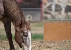 22 Sigma Horse.jpg