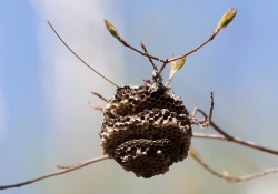 23 Sigma Beehive.jpg