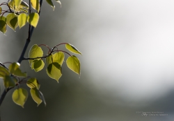 Unprocessed Samples-31