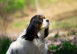Obedient to the Light