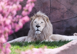 Lion in Spring