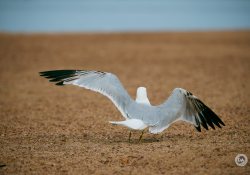 150-600-DN-Samples-10