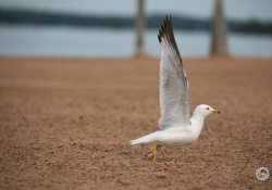 150-600-DN-Samples-11