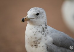 150-600-DN-Samples-19