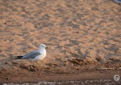 150-600-DN-Samples-41