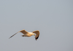 150-600-DN-Samples-43