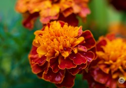 150-600-DN-Samples-46