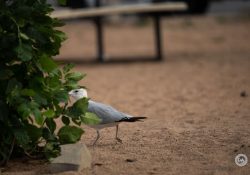 150-600-DN-Samples-7