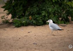 150-600-DN-Samples-8