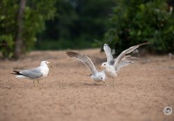 150-600-DN-Samples-9