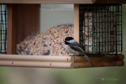 Unprocessed Samples-22