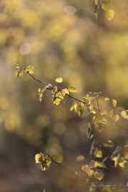 Unprocessed Samples-30