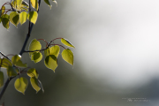 Unprocessed Samples-31