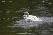 Unprocessed Samples-40