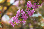 Unprocessed Samples-41