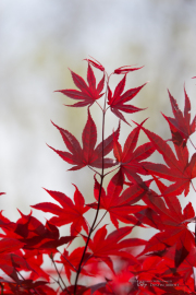 Unprocessed Samples-42