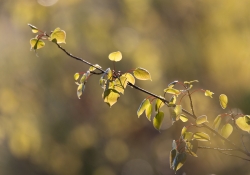 Unprocessed Samples-30